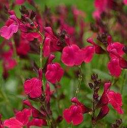 Mirage™ Rose Neon Salvia, Autumn Sage, Salvia greggii 'Balmirnose'
